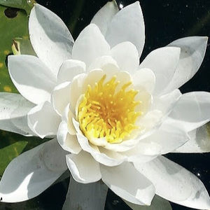 Meet your Posher, Sunshine